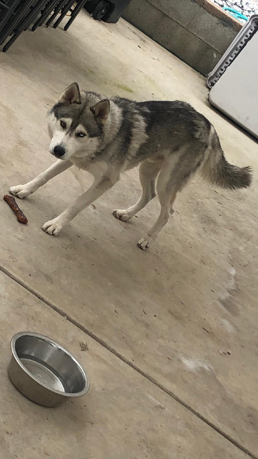 Image of Rex, Lost Dog