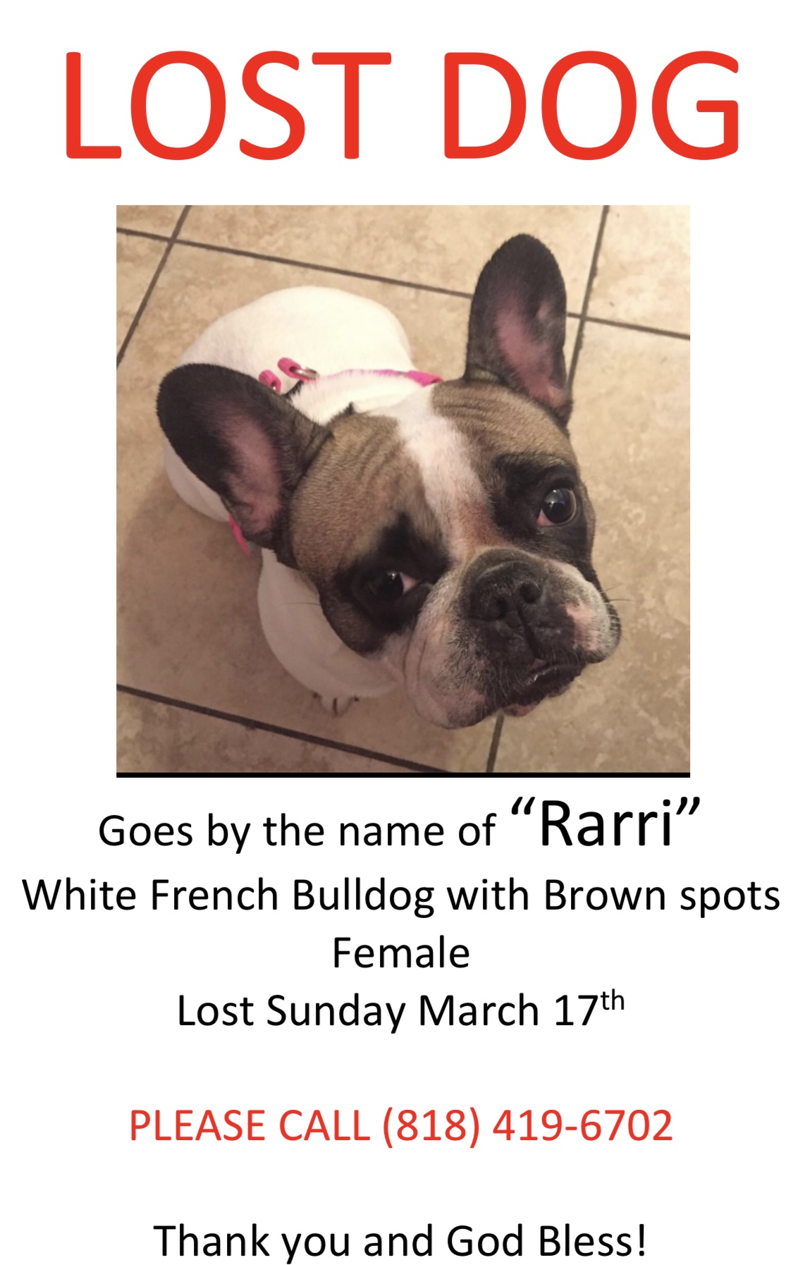 Image of Rarri, Lost Dog