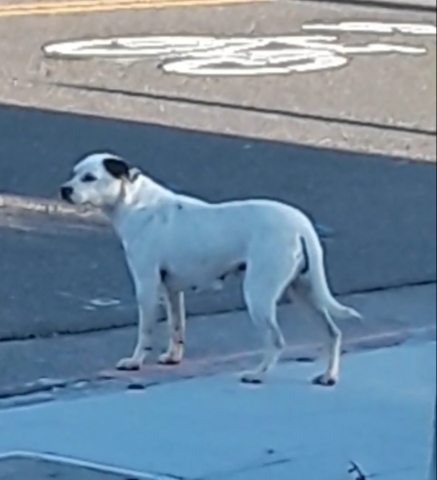 Image of Unknown, Lost Dog