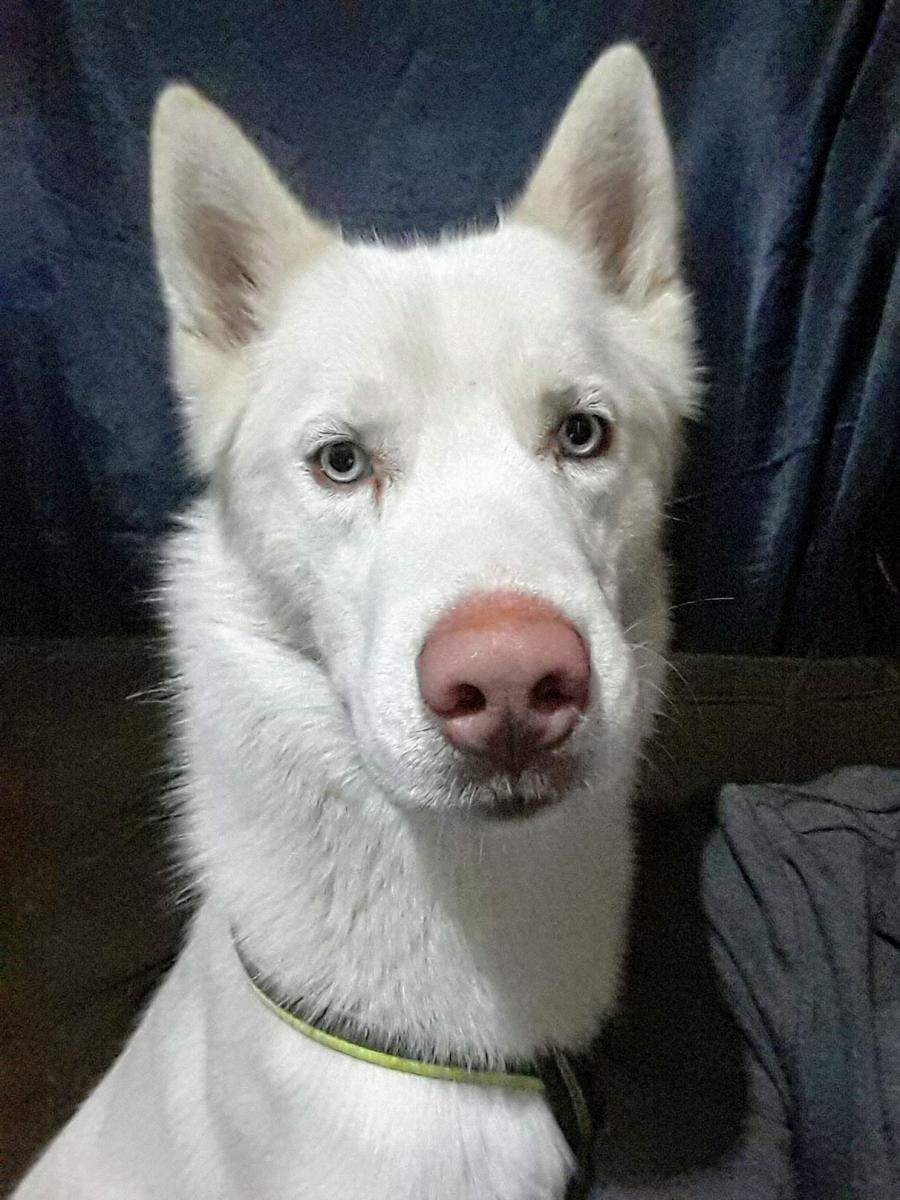 Image of Cosmo, Lost Dog