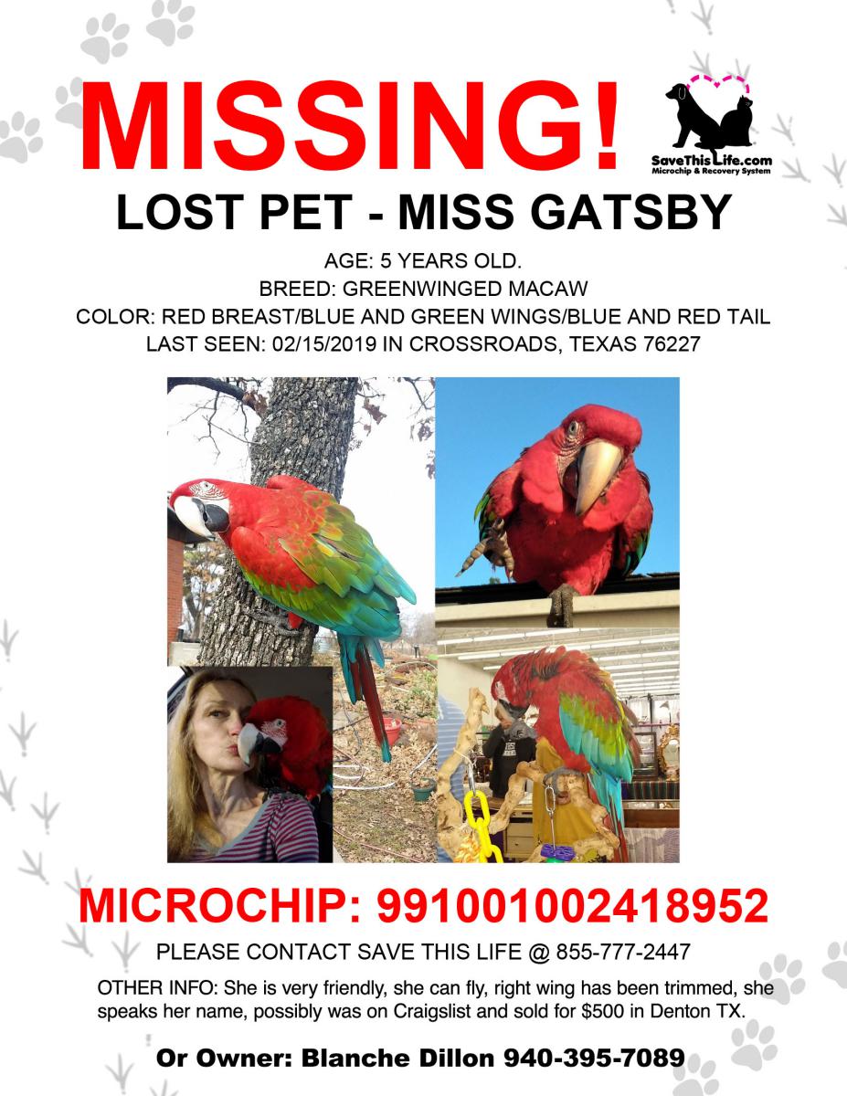Image of Miss Gatsby, Lost Bird