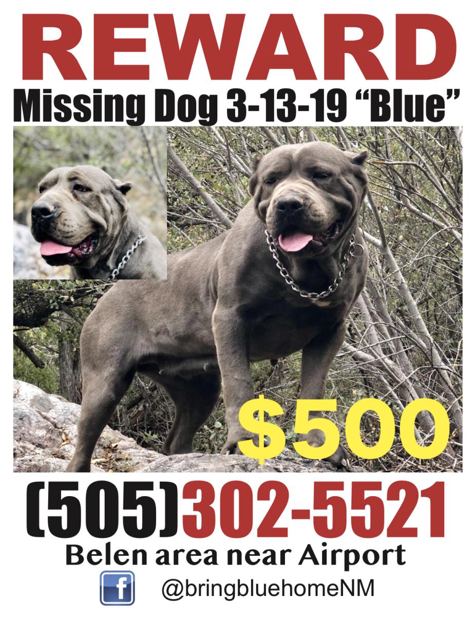 Image of BLUE, Lost Dog