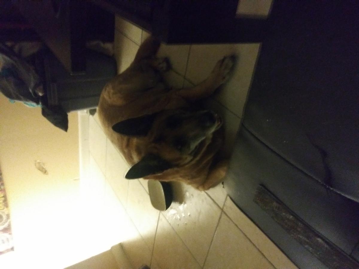 Image of German Shepard, Found Dog
