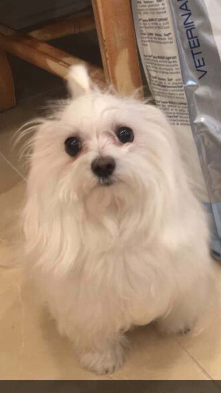 Image of Snowball (Maltese), Lost Dog