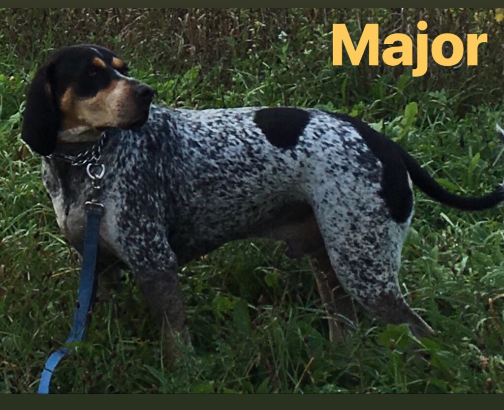 Lost Dog Bluetick Coonhound in MANLIUS, NY Lost My Doggie