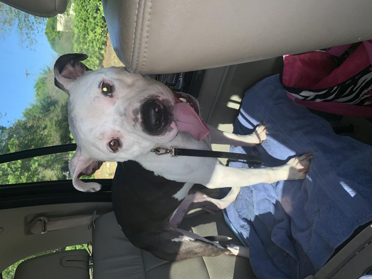 Found Dog Pit Bull in JACKSONVILLE, FL Lost My Doggie