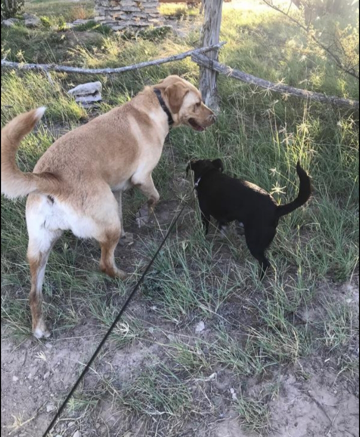 Image of 2 Dogs, Marley and B, Lost Dog
