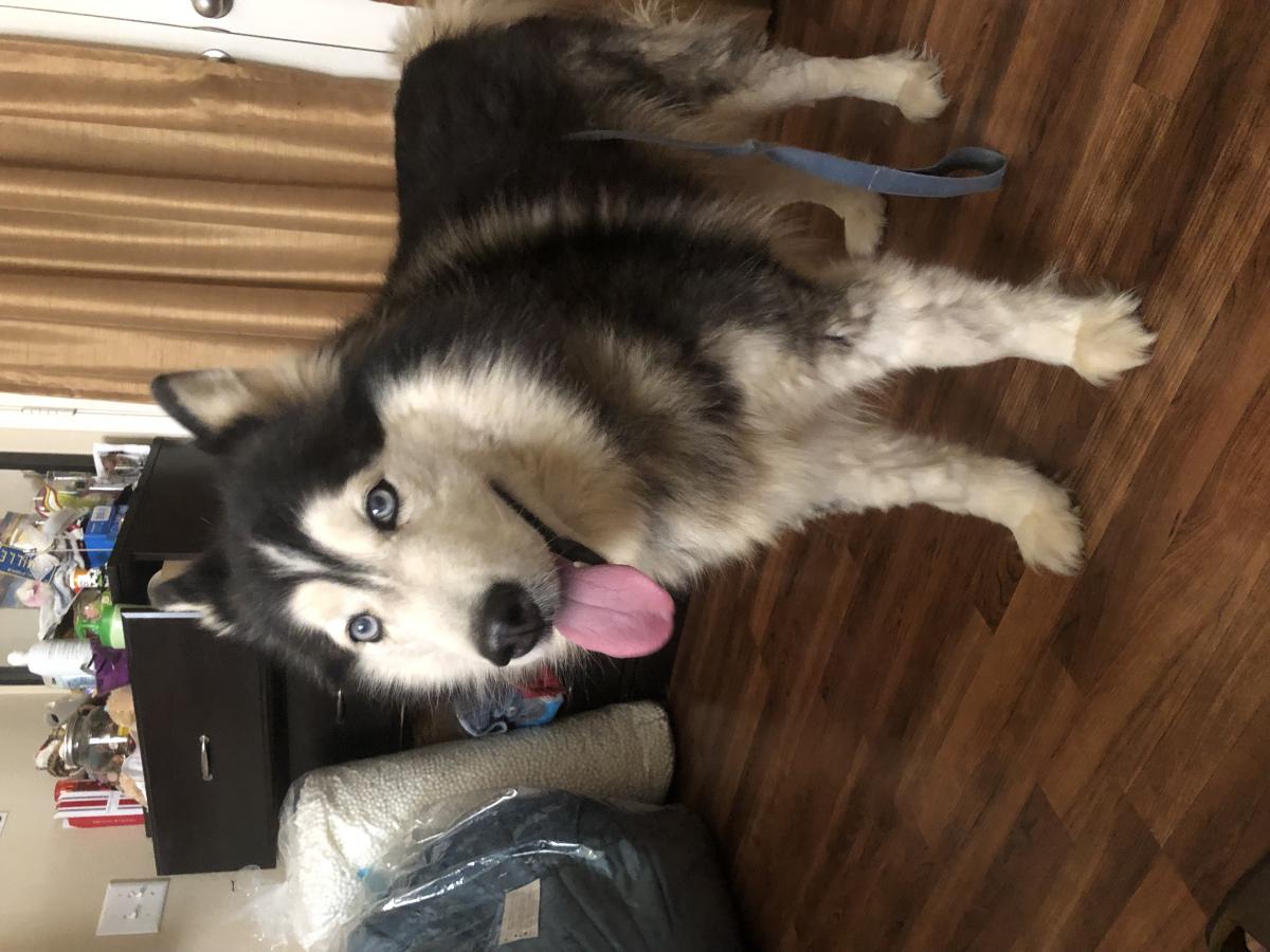 Found Dog Siberian Husky in BEAUMONT, CA Lost My Doggie