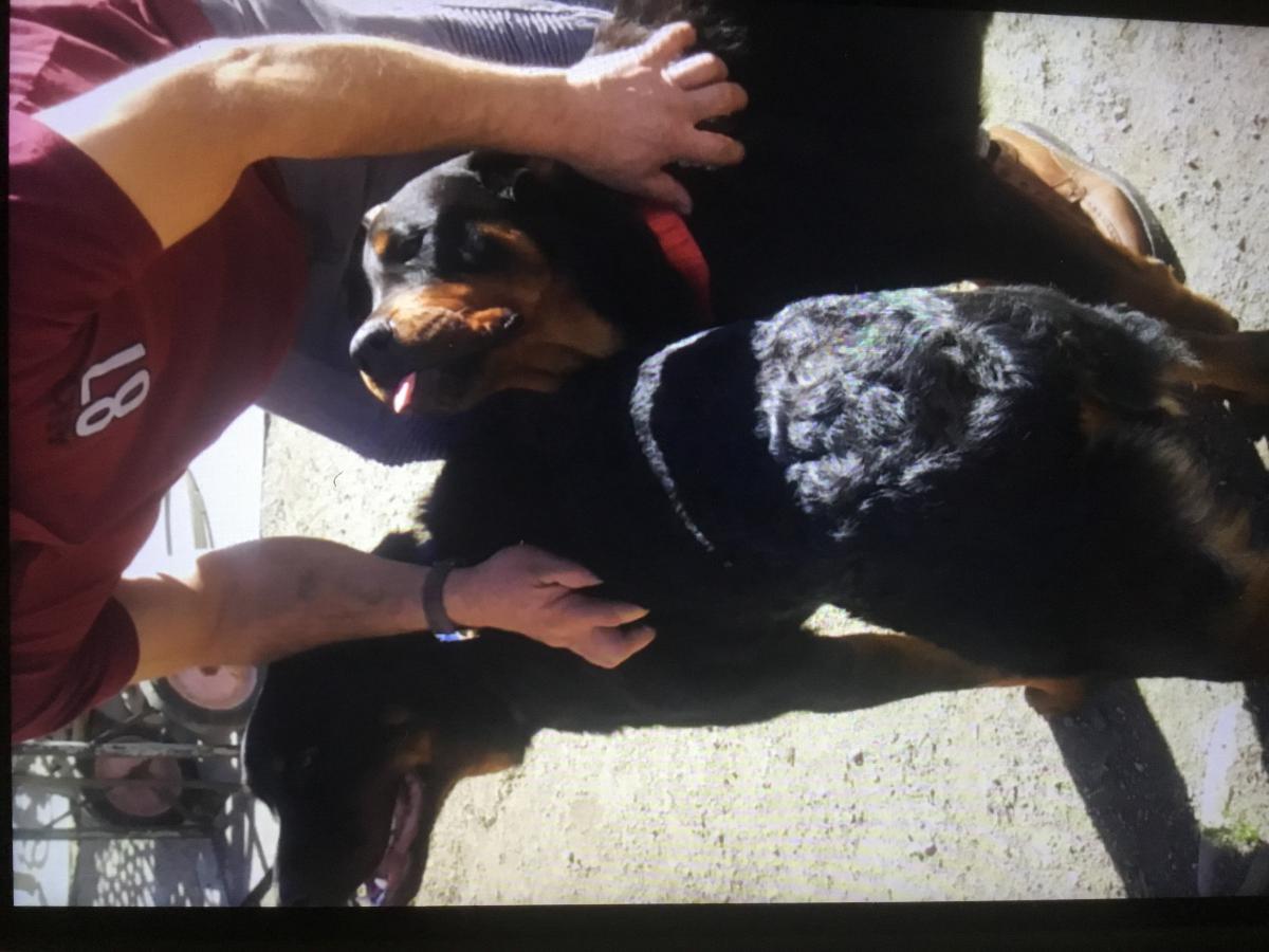 Image of Oso Rottweiler, Lost Dog