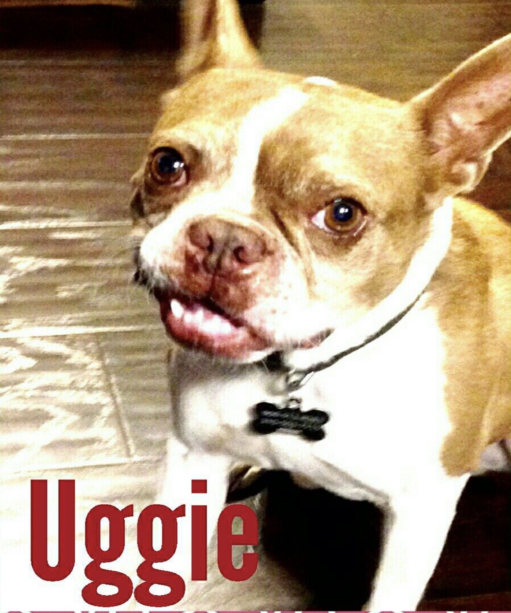 Image of Uggie, Lost Dog