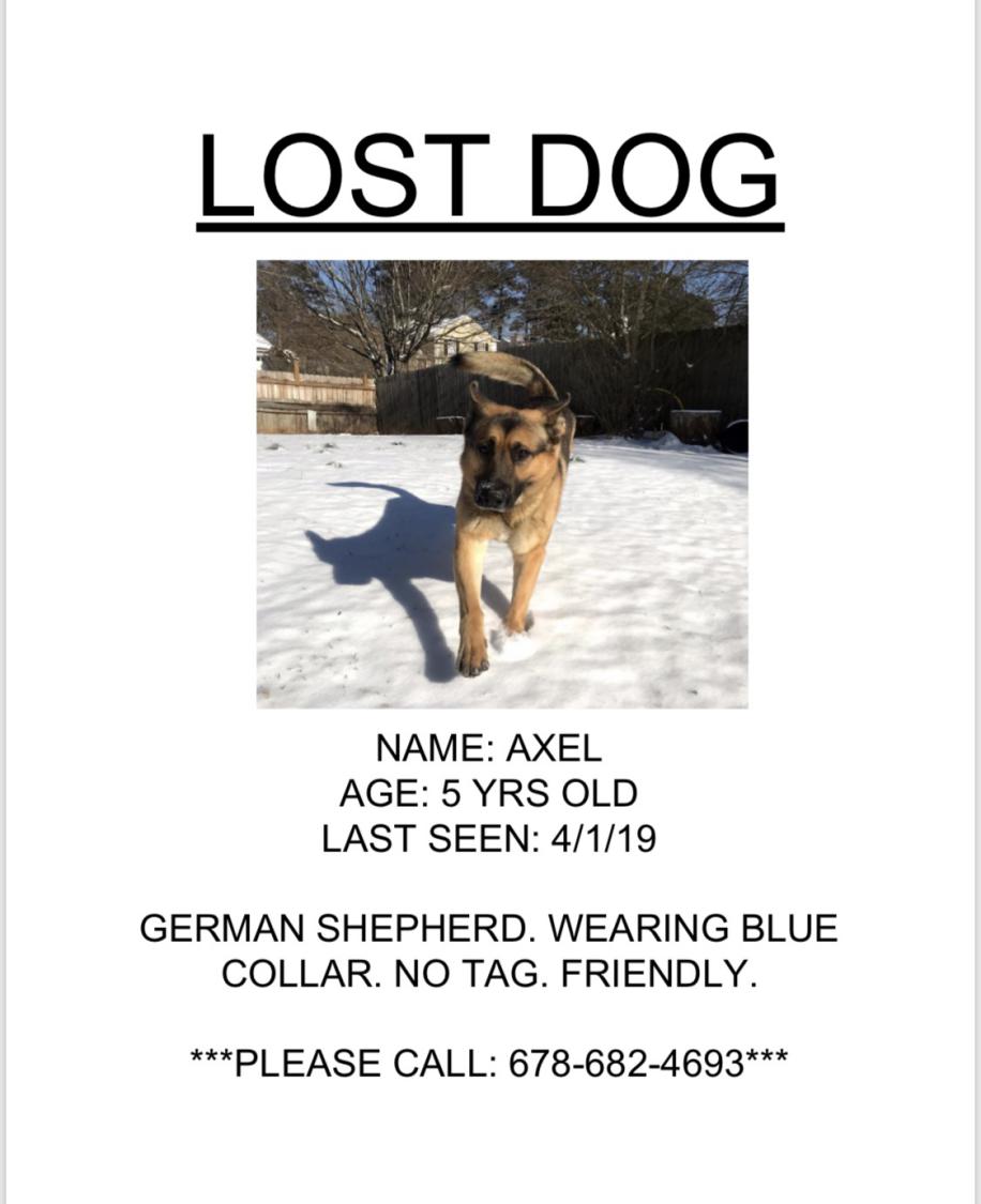 Image of AXEL, Lost Dog