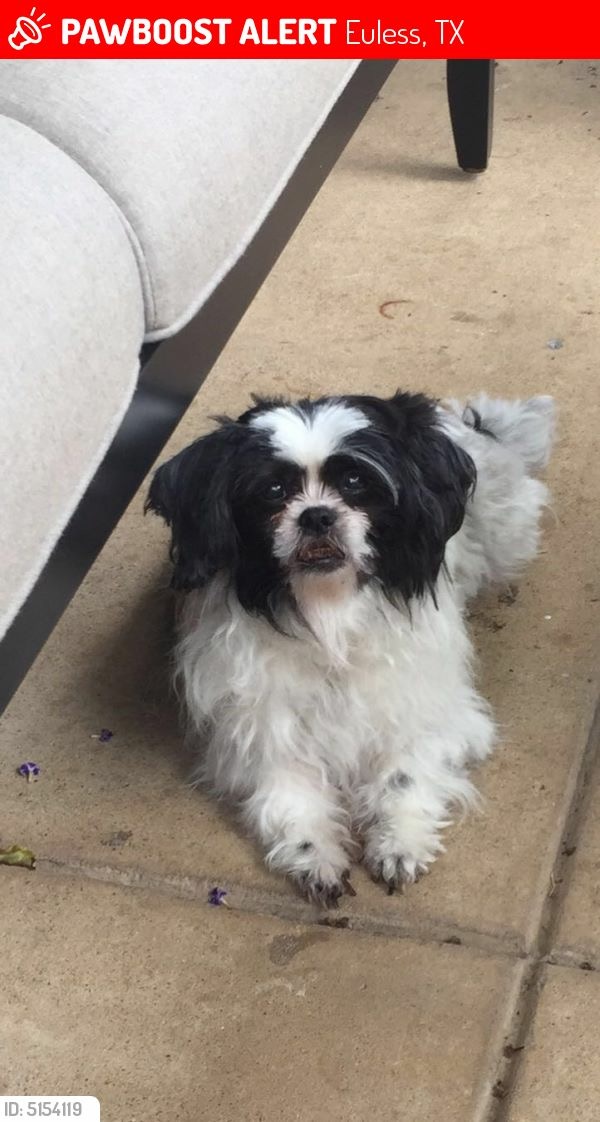 Image of Tammy, Lost Dog