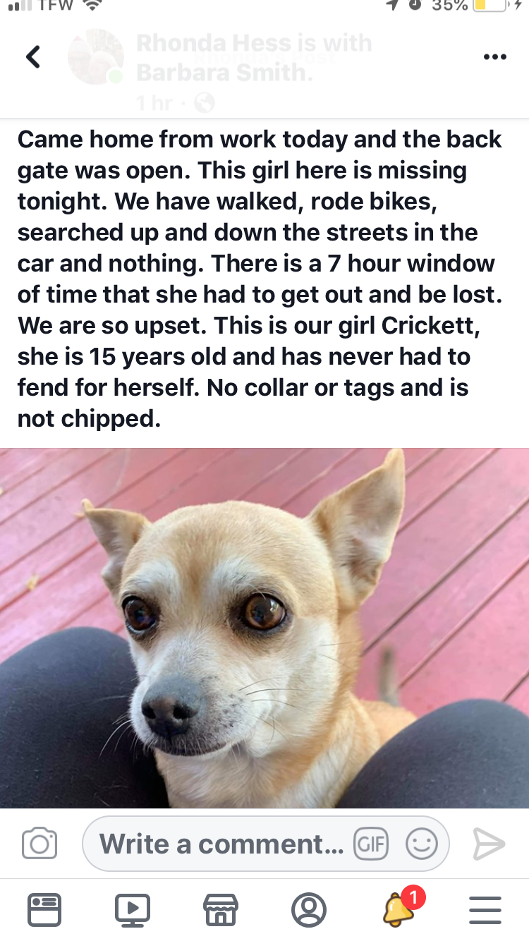 Image of Cricket, Lost Dog