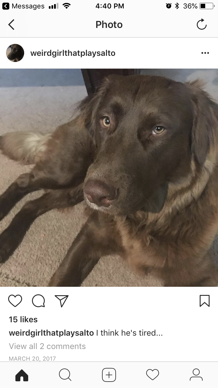 Image of Bruno, Lost Dog