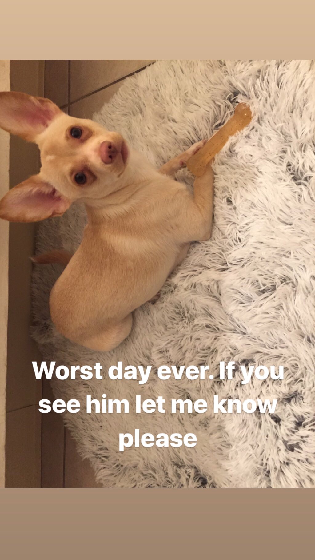 Image of Kreme, Lost Dog