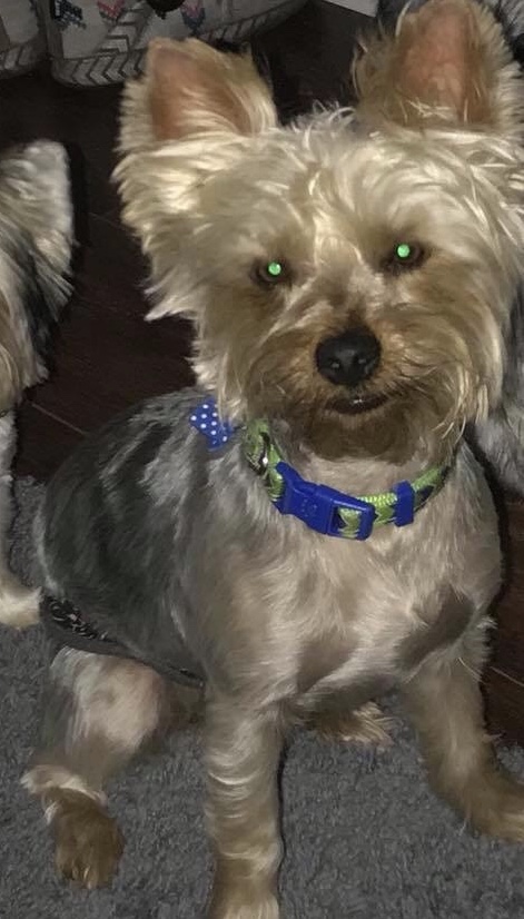 Image of Larger male Yorkie, Lost Dog