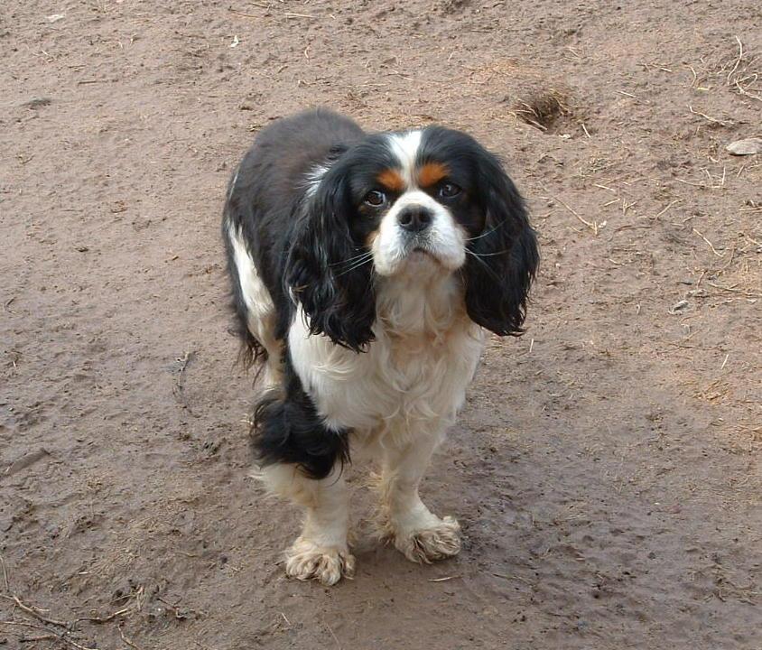 Image of Babbie, Lost Dog