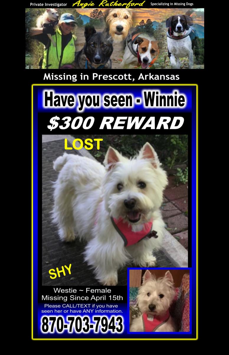 Image of Winnie, Lost Dog