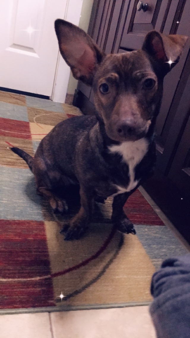 Image of Lupe, Lost Dog