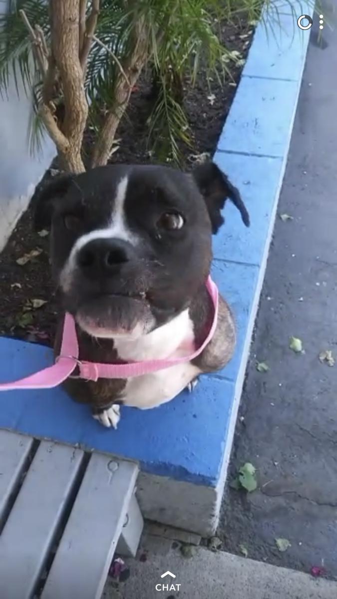 Image of Hermosa, Lost Dog