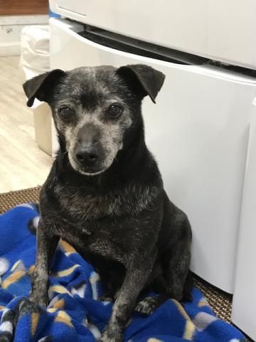 found black chihuahua