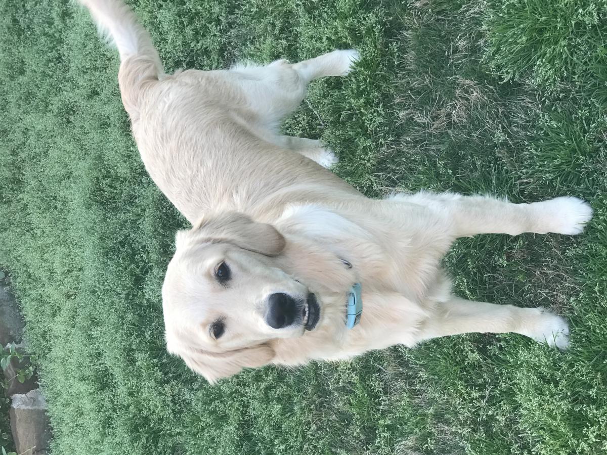 Lost Dog Golden Retriever in LEWISVILLE, TX Lost My Doggie