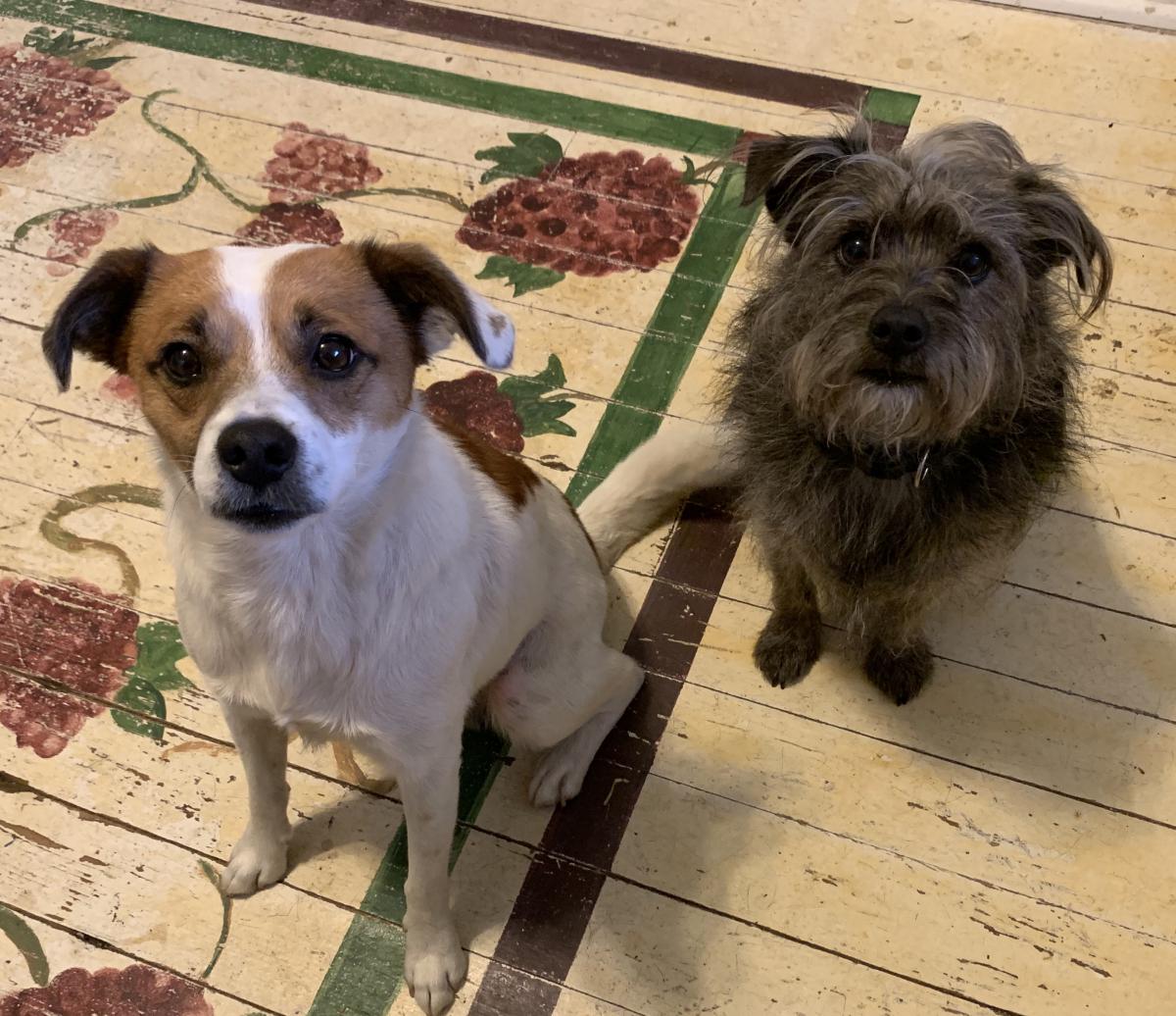 Image of 2 little terrier mixes, Found Dog