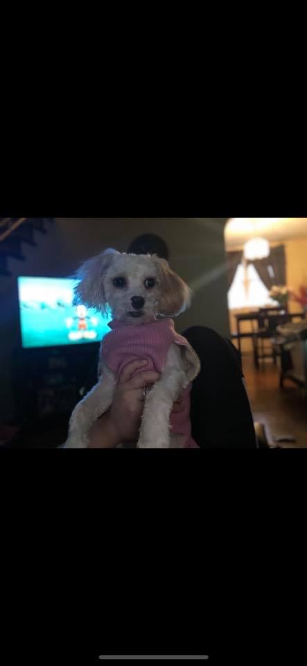 Image of Chloey, Lost Dog