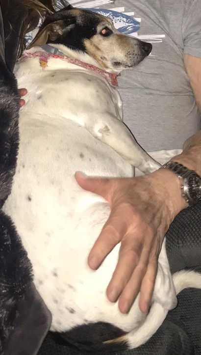 Image of AzzPatch, Lost Dog