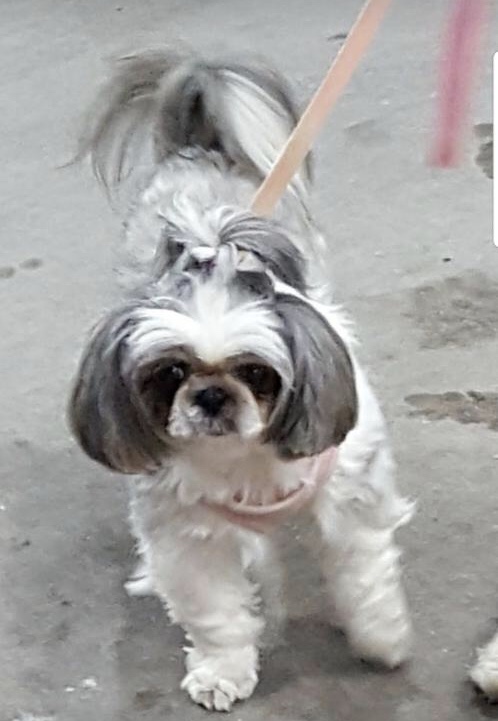 Image of Pretty Girl, Lost Dog