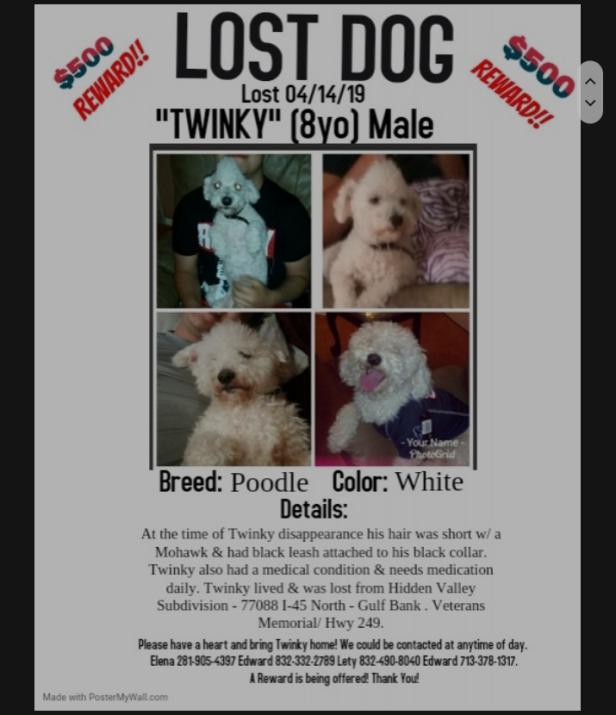 Image of Twinky, Lost Dog
