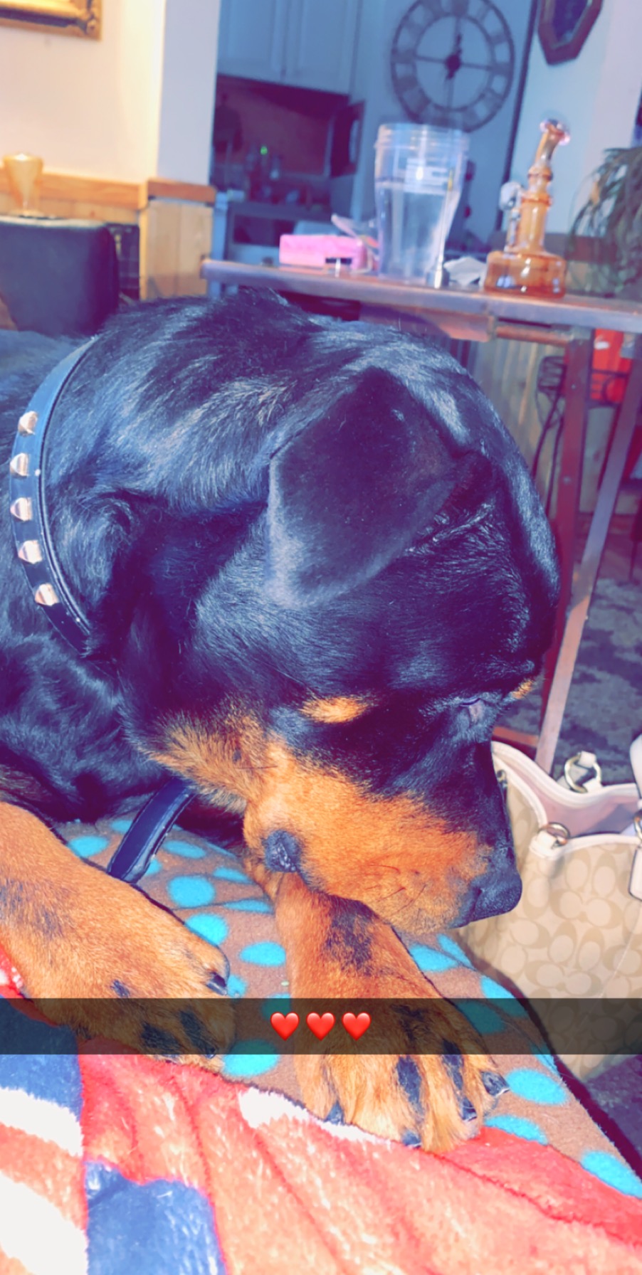 Image of Rottweiler Gracie, Lost Dog