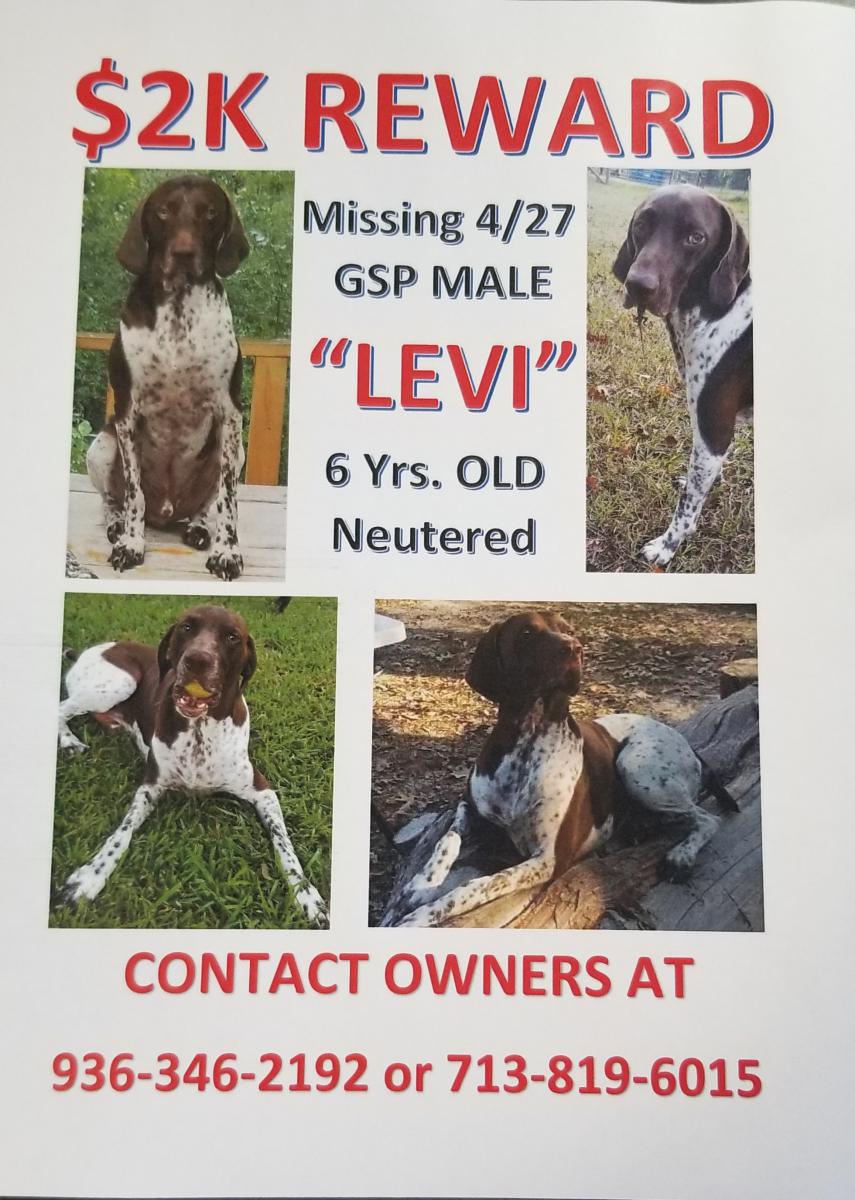 Image of Levi, Lost Dog