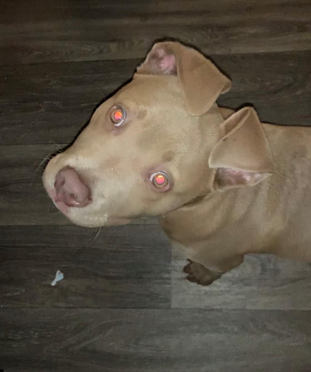 Image of Cain, Lost Dog