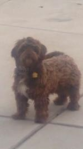 Image of Browney, Lost Dog