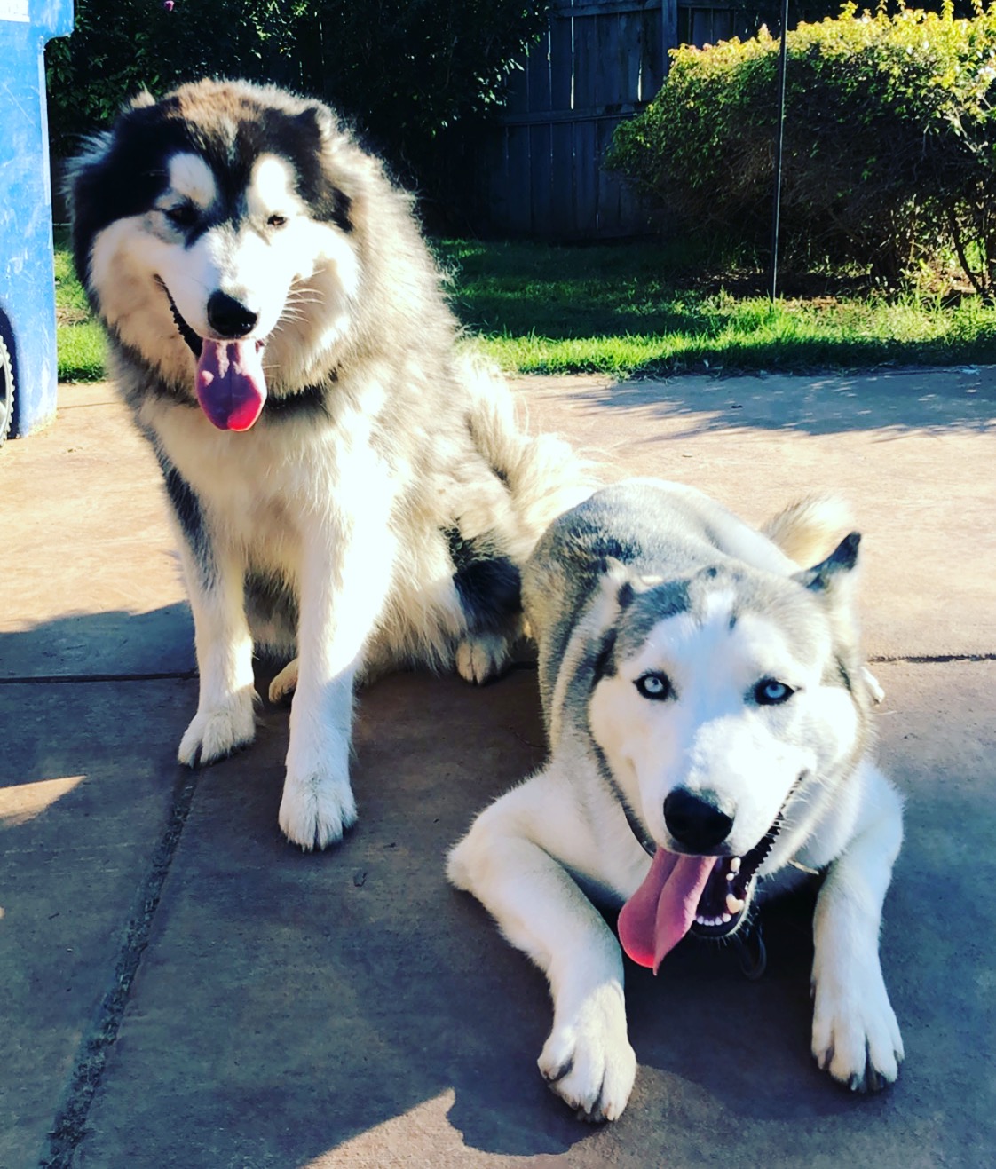 Image of Titan and ace, Lost Dog