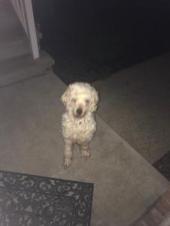 Image of Reed, Lost Dog