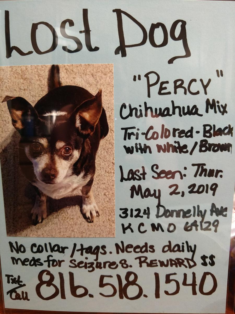 Image of PERCY, Lost Dog