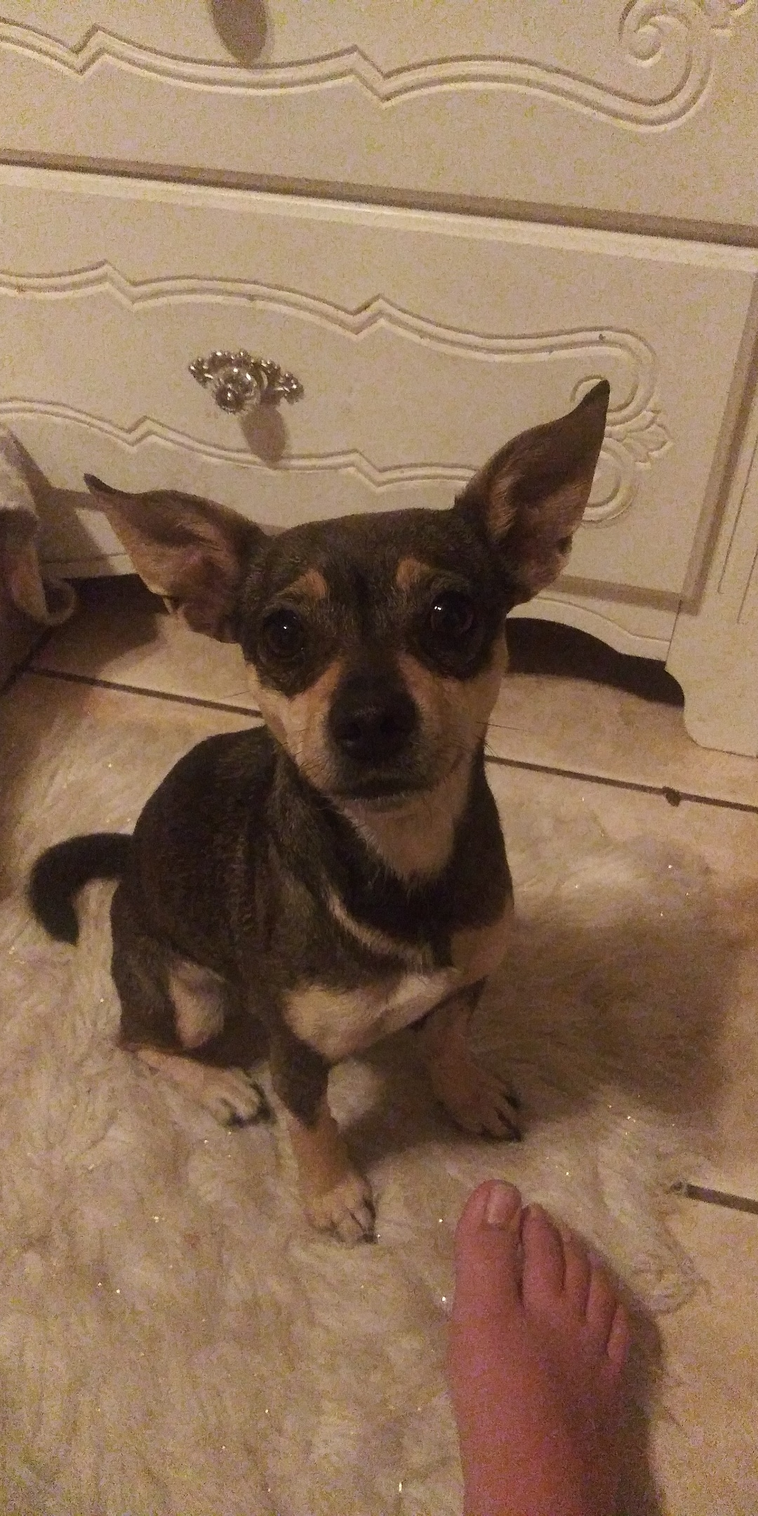 Image of Squirt, Lost Dog