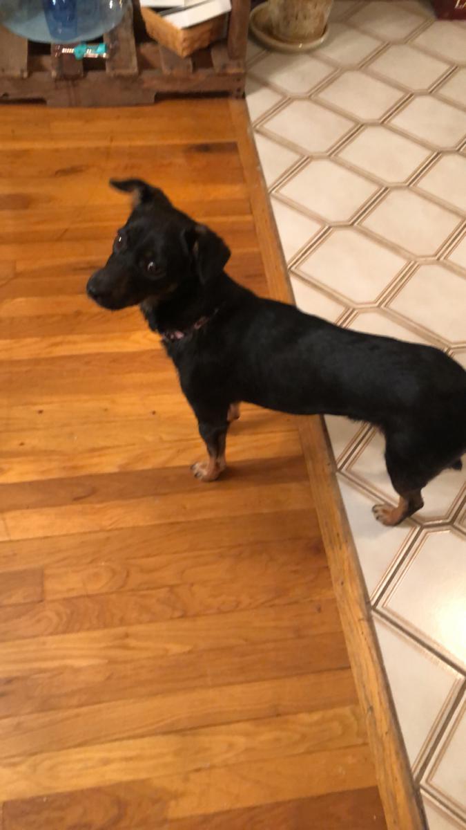 Image of Remi, Lost Dog