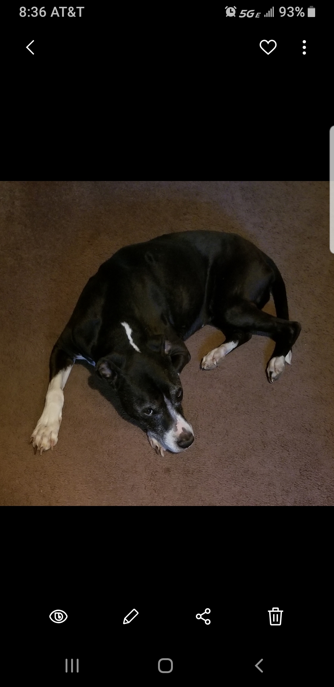 Image of STARR, Lost Dog