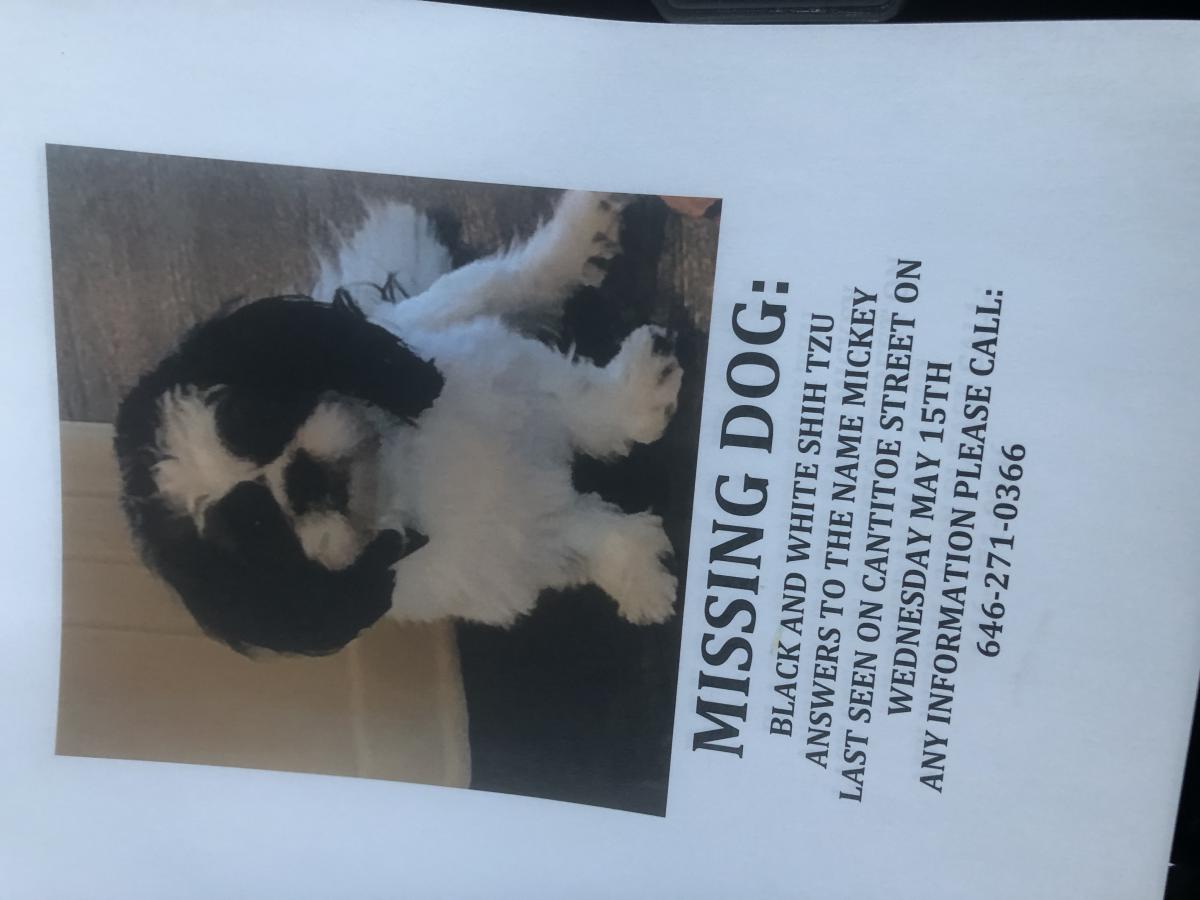 Image of Mickey, Lost Dog