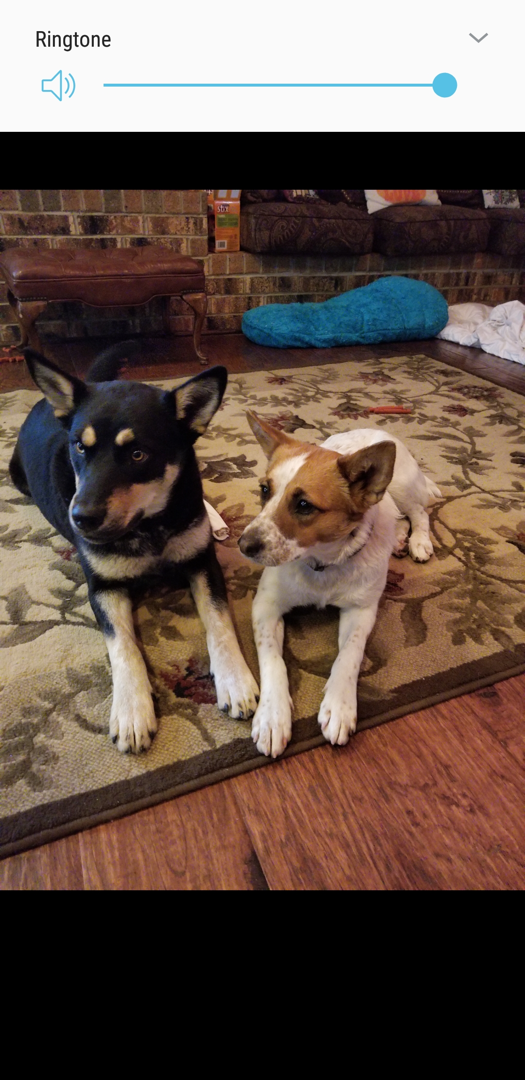 Image of Hershey and Halo, Lost Dog