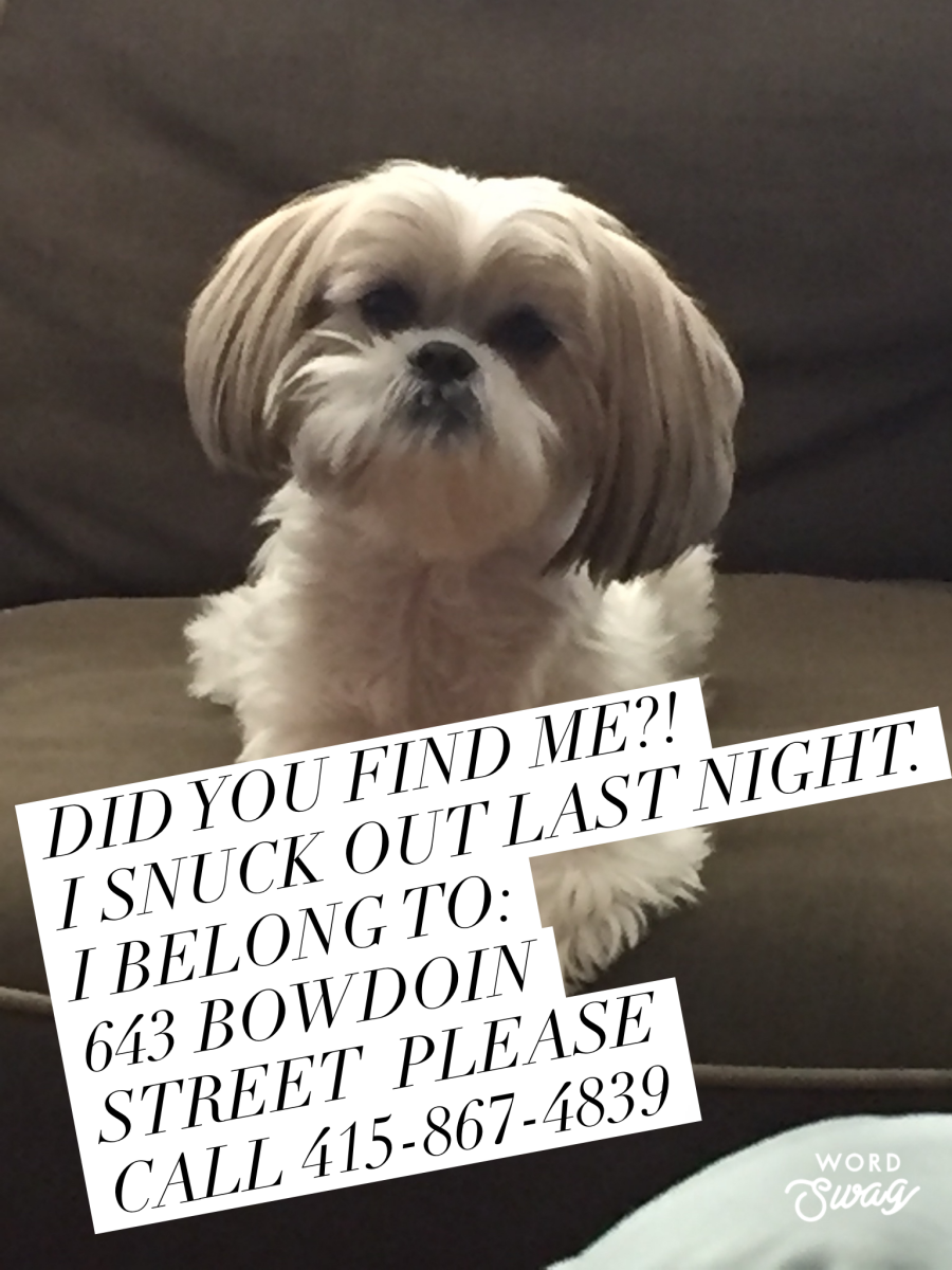 Image of Roxie, Lost Dog