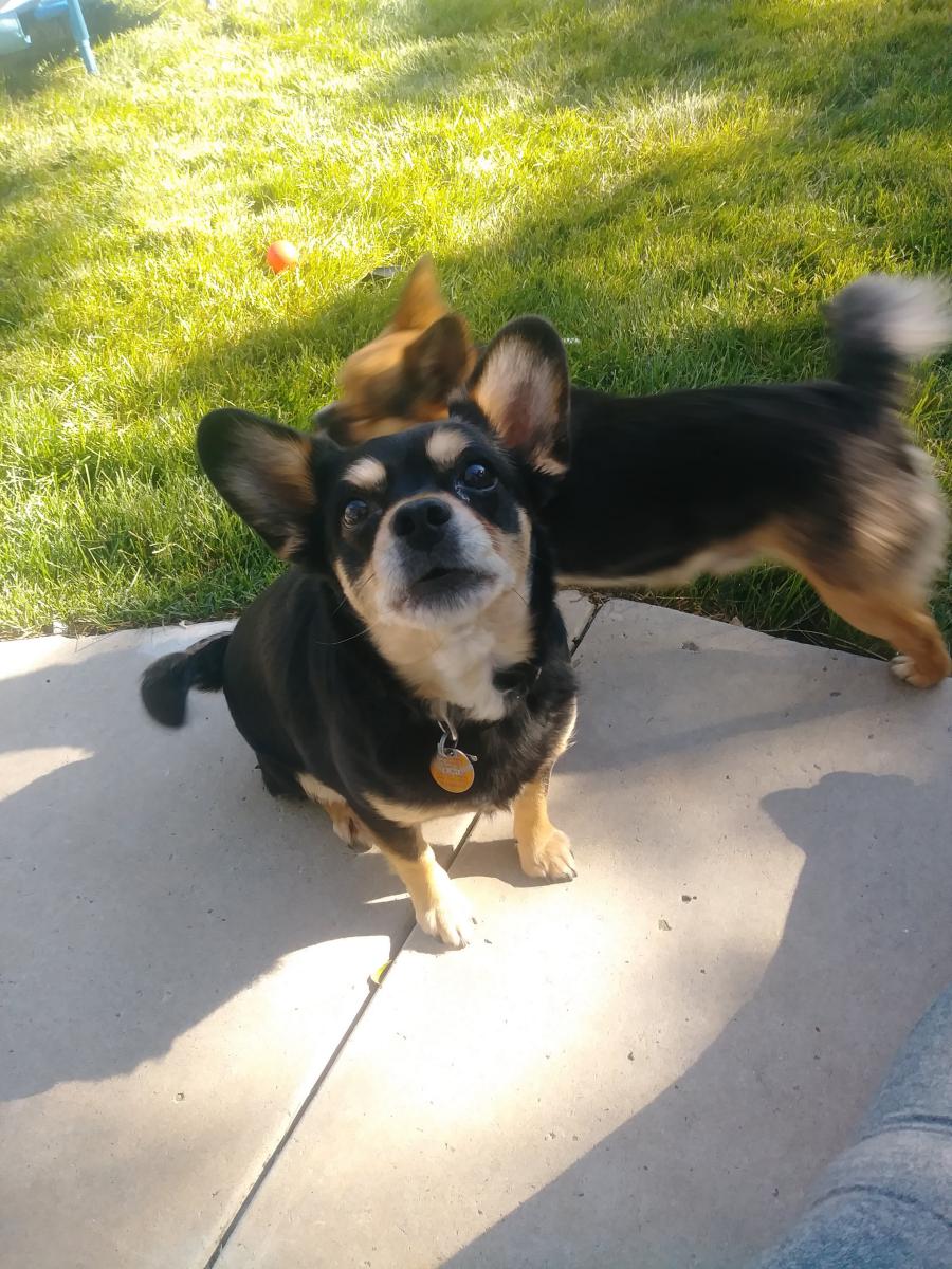 Image of Gizmo, Lost Dog