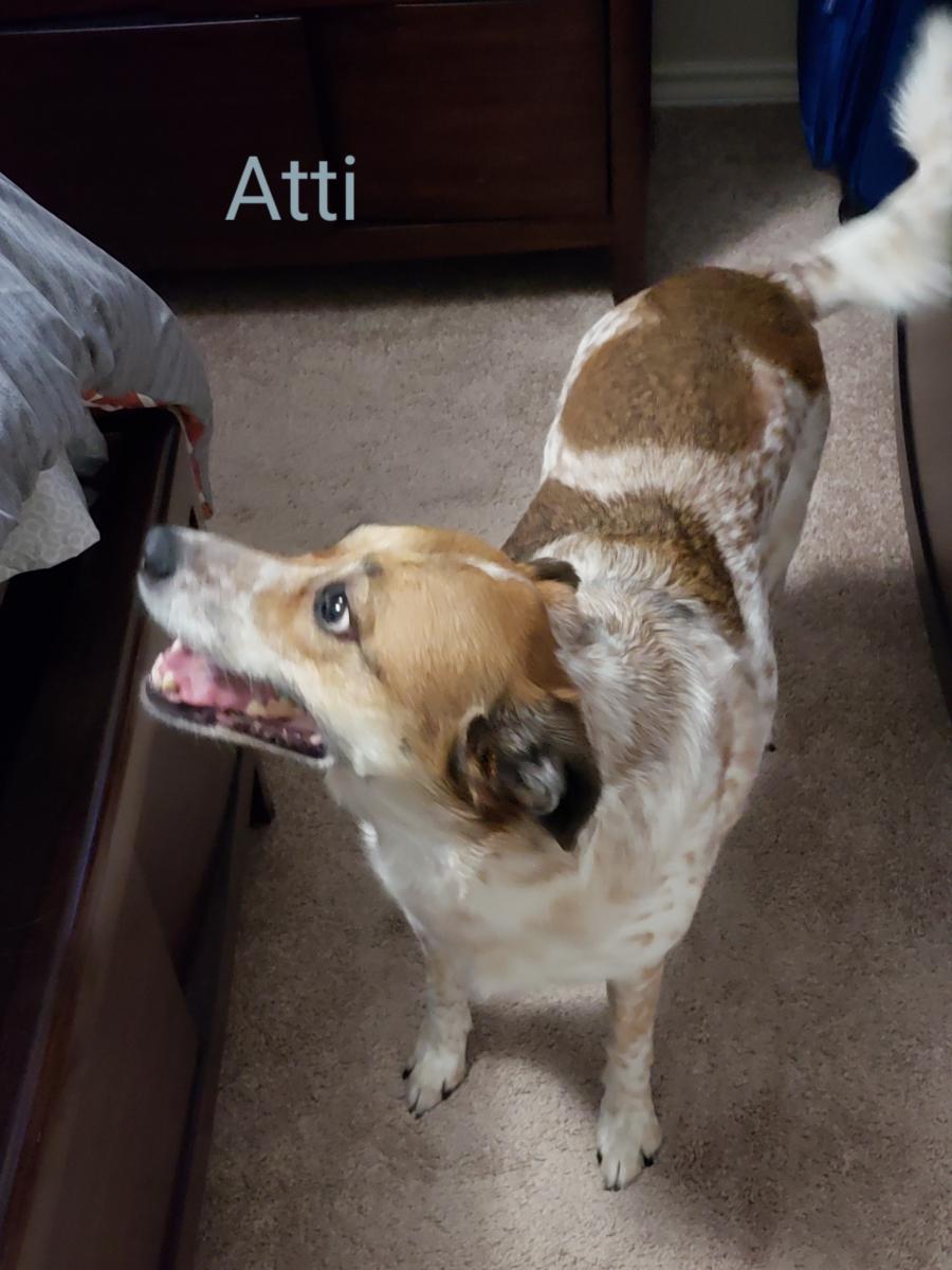 Image of Atti, Lost Dog