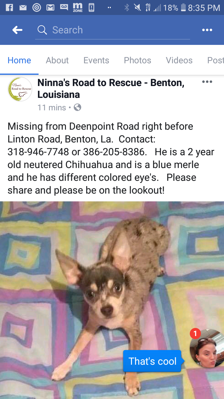 Image of Apache, Lost Dog