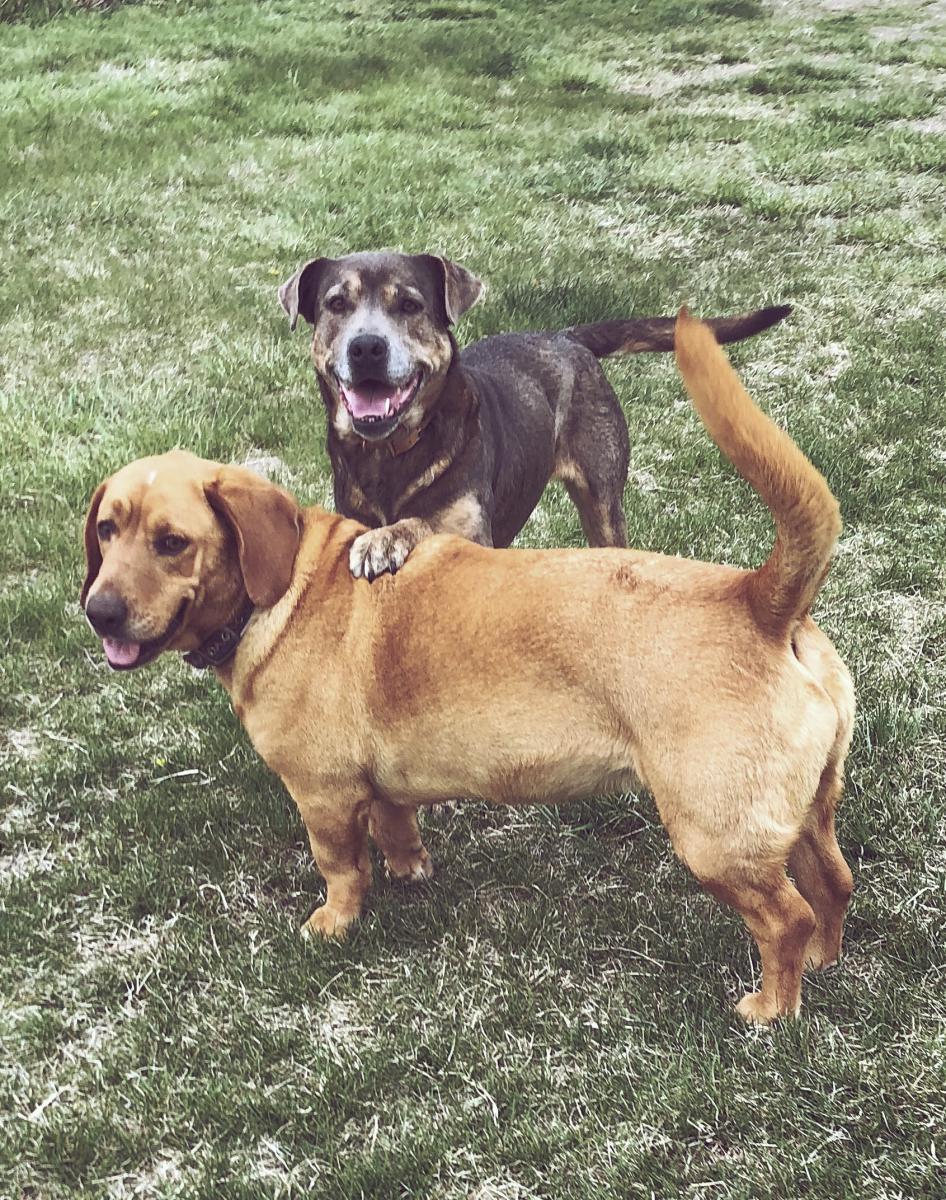 Image of May and Ella, Lost Dog