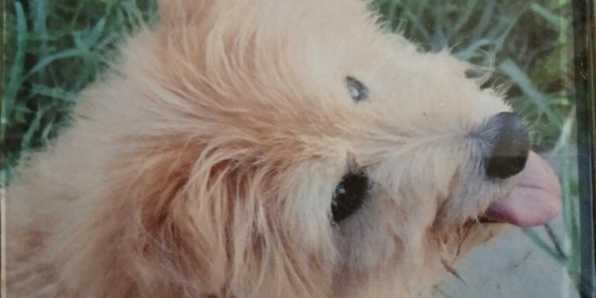 Image of Tuppence, Lost Dog