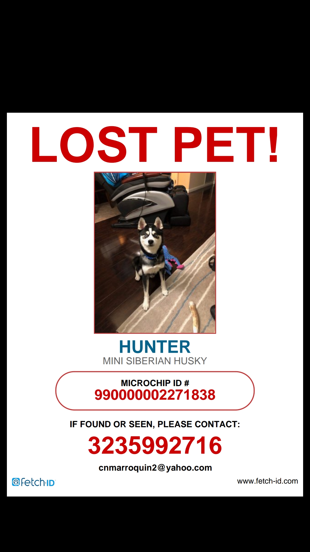 Image of Hunter, Lost Dog